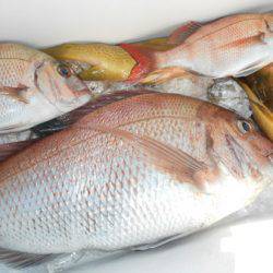 こうゆう丸 釣果