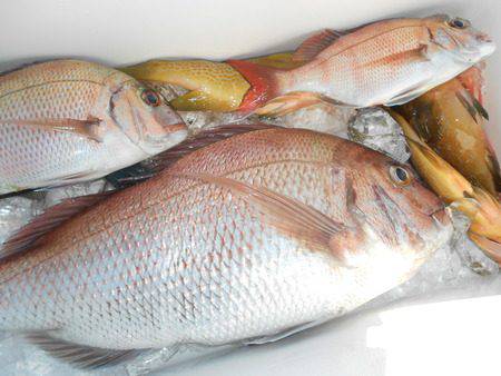 こうゆう丸 釣果