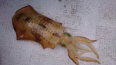 IDATEN(イダテン) 釣果