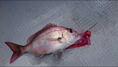 IDATEN（イダテン） 釣果