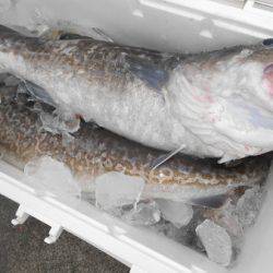 こうゆう丸 釣果