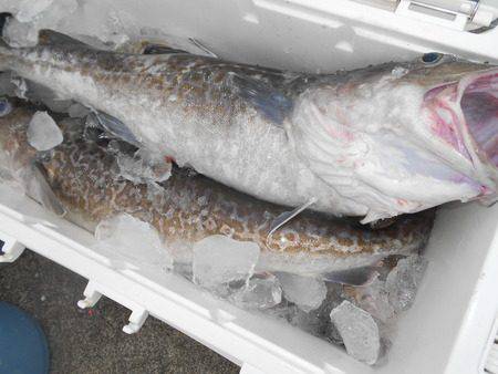 こうゆう丸 釣果