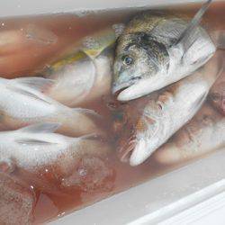 こうゆう丸 釣果