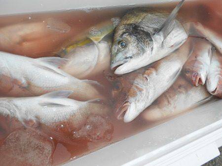 こうゆう丸 釣果