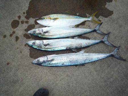 浅間丸 釣果