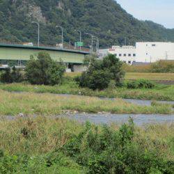 狩野川(狩野川漁業協同組合) 釣果