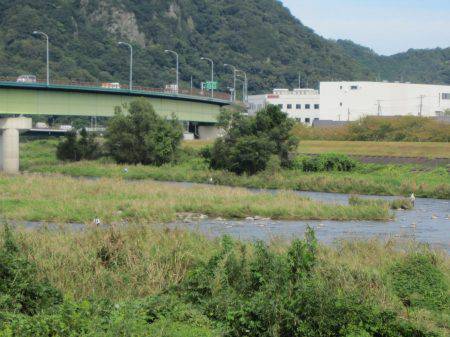 狩野川（狩野川漁業協同組合） 釣果