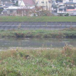 狩野川（狩野川漁業協同組合） 釣果