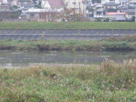 狩野川（狩野川漁業協同組合） 釣果