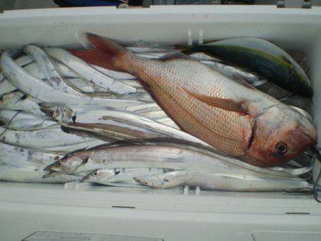 弘福丸 釣果