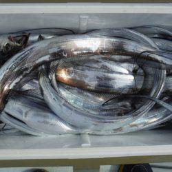 遊漁船 遊友 釣果