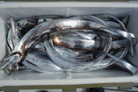 遊漁船 遊友 釣果