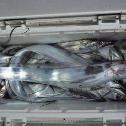 遊漁船 遊友 釣果