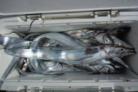 遊漁船 遊友 釣果