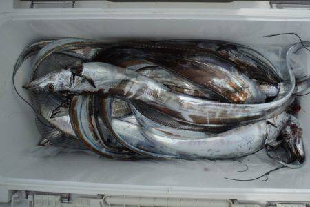 遊漁船 遊友 釣果