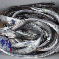 遊漁船 遊友 釣果