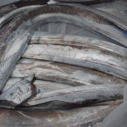 遊漁船 遊友 釣果