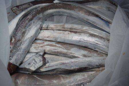 遊漁船 遊友 釣果