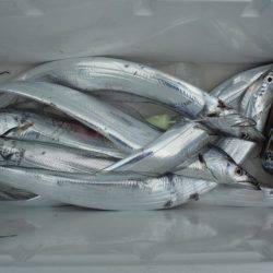 遊漁船 遊友 釣果