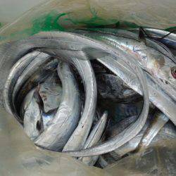 遊漁船 遊友 釣果