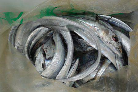 遊漁船 遊友 釣果