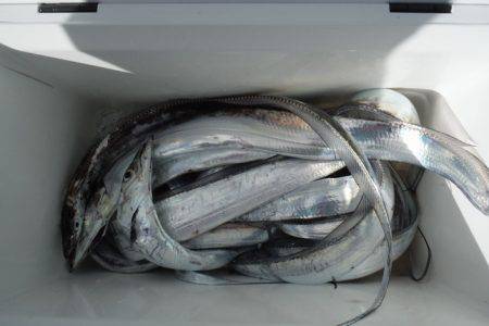 遊漁船 遊友 釣果