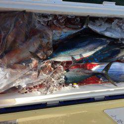 Blue.win 海人丸 釣果