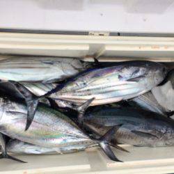 Blue.win 海人丸 釣果