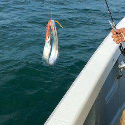 さんさん丸 釣果