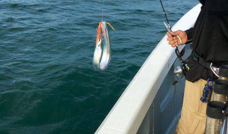 さんさん丸 釣果