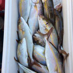 Blue.win 海人丸 釣果