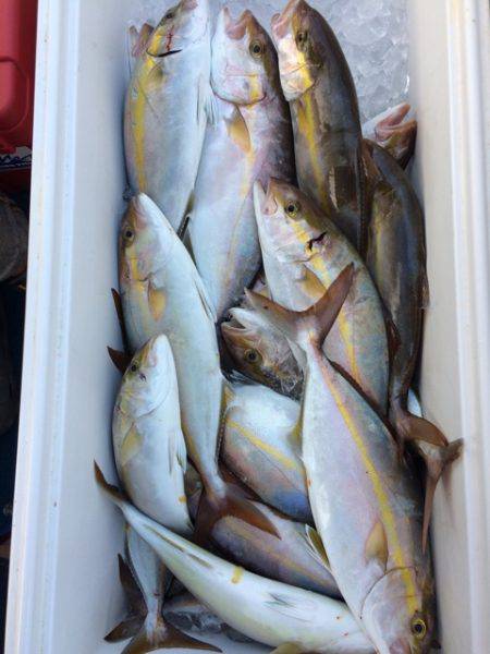 Blue.win 海人丸 釣果