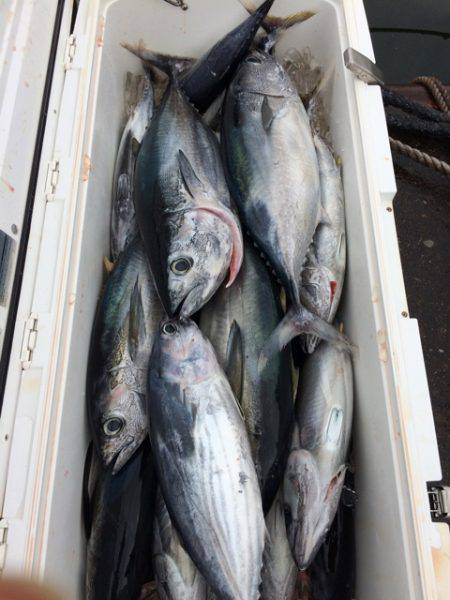 Blue.win 海人丸 釣果