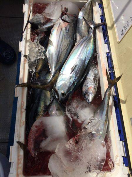 Blue.win 海人丸 釣果