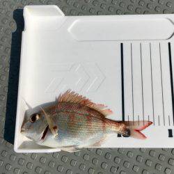 さんさん丸 釣果