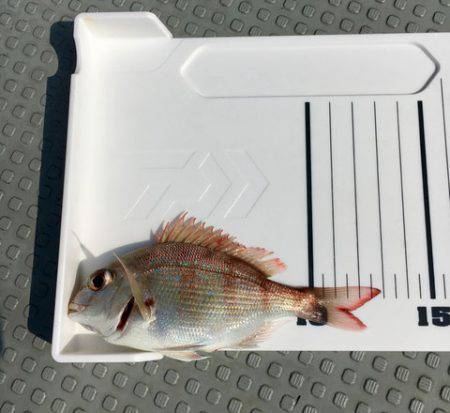 さんさん丸 釣果