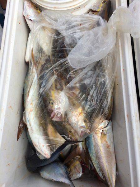 Blue.win 海人丸 釣果