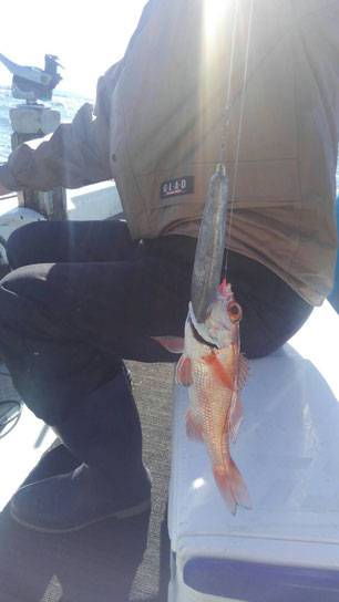 幸導丸 釣果