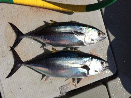 Blue.win 海人丸 釣果