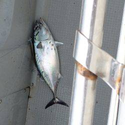 Blue.win 海人丸 釣果