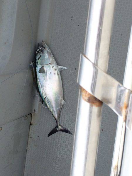 Blue.win 海人丸 釣果