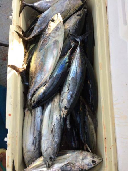 Blue.win 海人丸 釣果