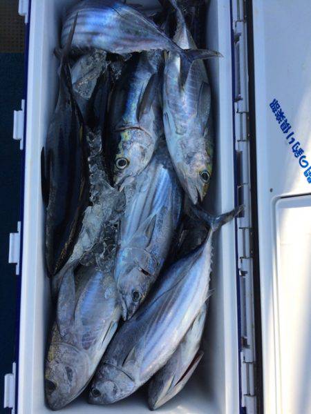 Blue.win 海人丸 釣果