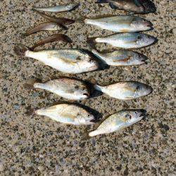 近場でお手軽投げ釣り【WK釣り日記 No.03】