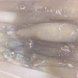 幸風(さちかぜ) 釣果