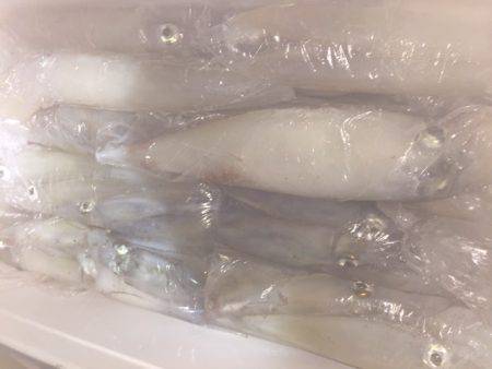 幸風（さちかぜ） 釣果