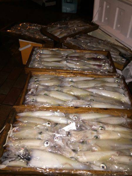 幸風（さちかぜ） 釣果