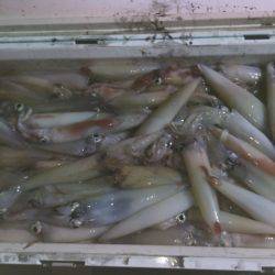 幸風(さちかぜ) 釣果