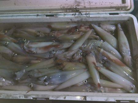 幸風（さちかぜ） 釣果