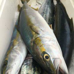 幸風(さちかぜ) 釣果